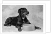 Dog Waiting at Bowl by Anonymous