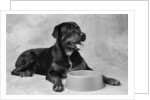 Dog Waiting at Bowl by Anonymous