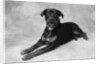 Dog Lying with Head up by Anonymous