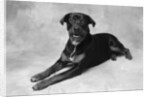 Dog Lying with Head up by Anonymous