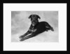 Dog Lying with Head up by Anonymous