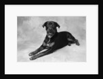 Dog Lying with Head up by Anonymous