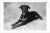 Dog Lying with Head up by Anonymous
