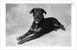 Dog Lying with Head up by Anonymous