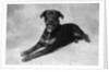 Dog Lying with Head up by Anonymous