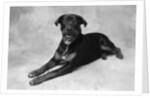 Dog Lying with Head up by Anonymous