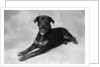 Dog Lying with Head up by Anonymous