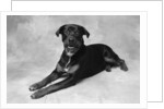 Dog Lying with Head up by Anonymous