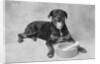 Dog Lying by Bowl by Anonymous