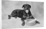 Dog Lying by Bowl by Anonymous
