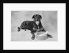 Dog Lying by Bowl by Anonymous