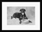 Dog Lying by Bowl by Anonymous