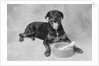 Dog Lying by Bowl by Anonymous