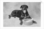 Dog Lying by Bowl by Anonymous