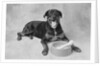 Dog Lying by Bowl by Anonymous