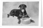 Dog Lying by Bowl by Anonymous