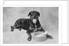 Dog Lying by Bowl by Anonymous