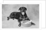 Dog Lying by Bowl by Anonymous