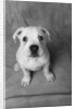 Bulldog Puppy Looking up Sadly by Anonymous