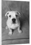 Bulldog Puppy Looking up Sadly by Anonymous