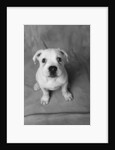 Bulldog Puppy Looking up Sadly by Anonymous