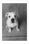 Bulldog Puppy Looking up Sadly by Anonymous
