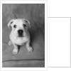 Bulldog Puppy Looking up Sadly by Anonymous