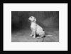 Profile of Bulldog Puppy by Anonymous