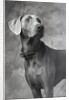 Weimaraner by Anonymous