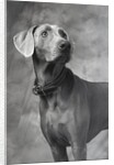Weimaraner by Anonymous