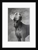 Weimaraner by Anonymous