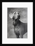 Weimaraner by Anonymous