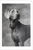 Weimaraner by Anonymous