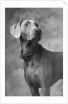 Weimaraner by Anonymous
