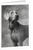 Weimaraner by Anonymous