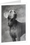 Weimaraner by Anonymous