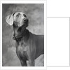 Weimaraner by Anonymous