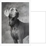 Weimaraner by Anonymous