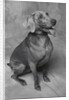 Panting Weimaraner Sitting Obediently by Anonymous