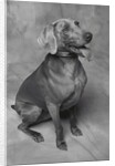Panting Weimaraner Sitting Obediently by Anonymous