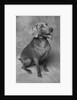 Panting Weimaraner Sitting Obediently by Anonymous