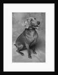 Panting Weimaraner Sitting Obediently by Anonymous
