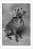 Panting Weimaraner Sitting Obediently by Anonymous