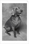 Panting Weimaraner Sitting Obediently by Anonymous