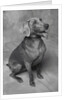 Panting Weimaraner Sitting Obediently by Anonymous