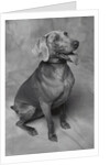 Panting Weimaraner Sitting Obediently by Anonymous