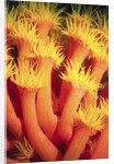 Belau Tube Coral by Anonymous