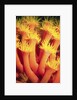 Belau Tube Coral by Anonymous