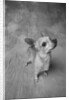 Dog Looking Up by Anonymous
