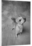 Dog Looking Up by Anonymous